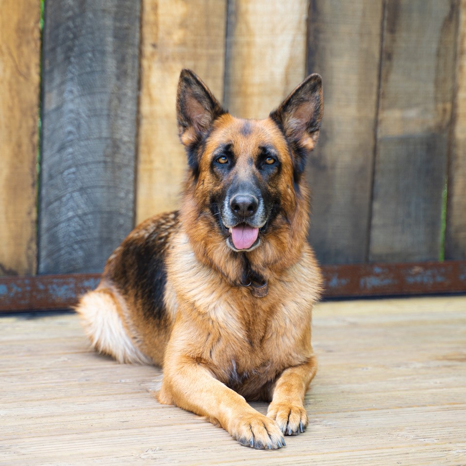 Bear the dog